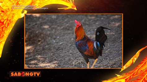 sabong tambayan|Special Sabong Features .